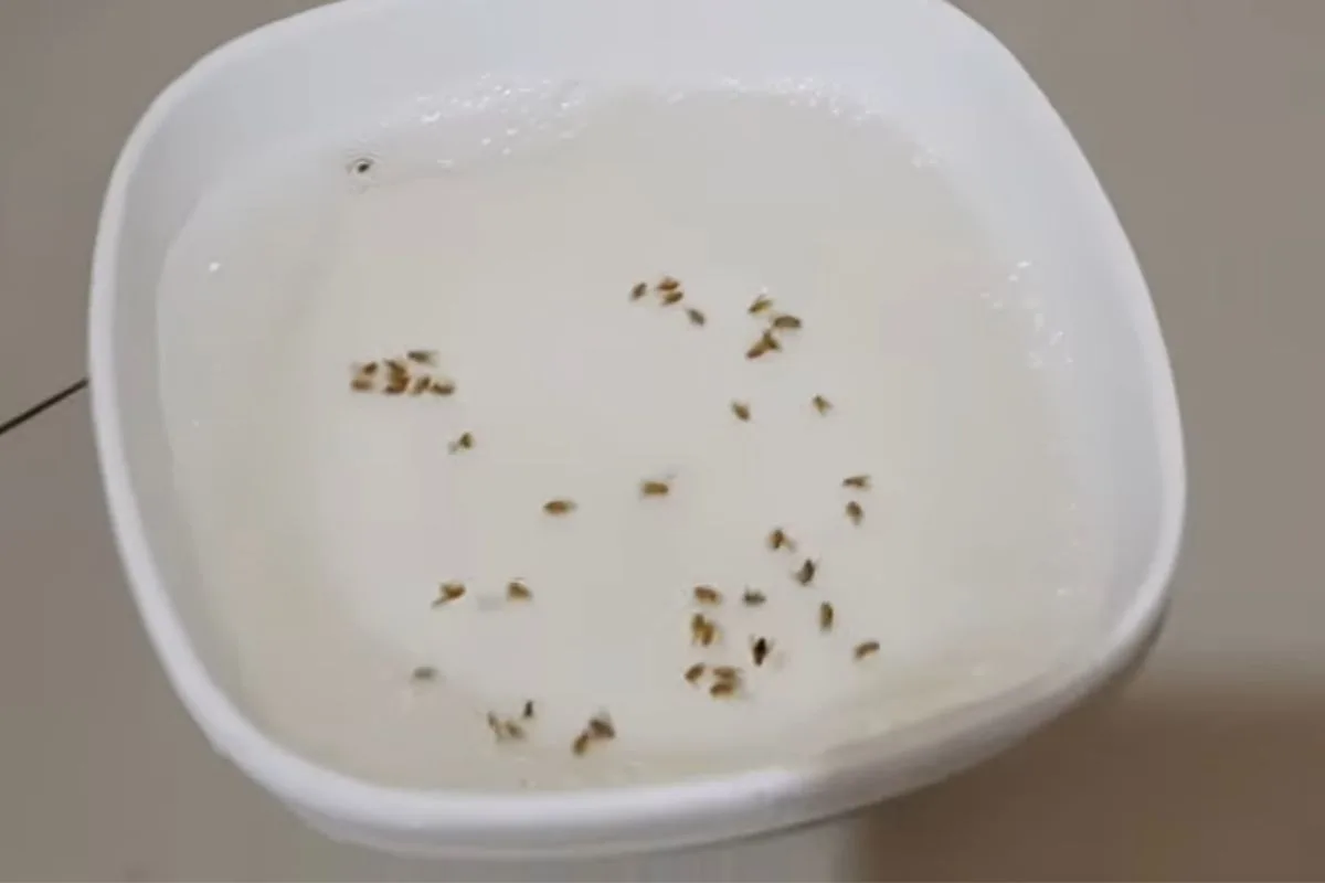 O truque para eliminar os mosquitos da cozinha sem precisar recorrer a produtos fortes