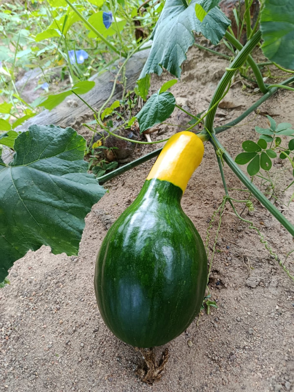 Jerimum verde e amarelo chama atenção de moradores no interior do RN
