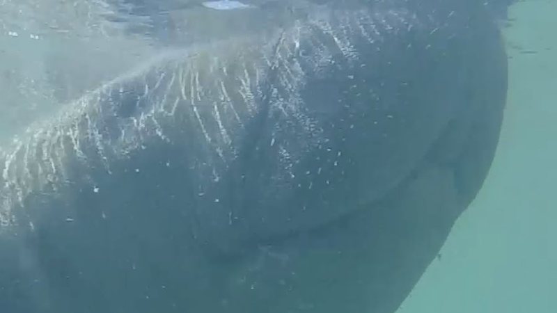 Após seis anos, peixe-boi Tina volta a encalhar no litoral potiguar; veja vídeo
