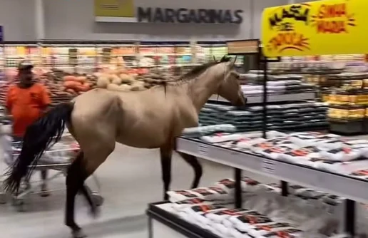 Cavalo invade supermercado e surpreende clientes no Recife; veja vídeo