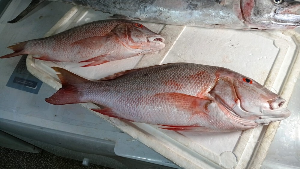 Saiba quais peixes são mais seguros para evitar int0xicação por ciguatera