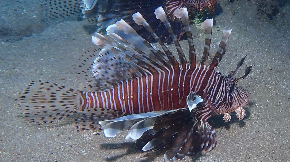 Cidade do RN promove torneio de caça ao peixe-leão para conter espécie invasora no litoral