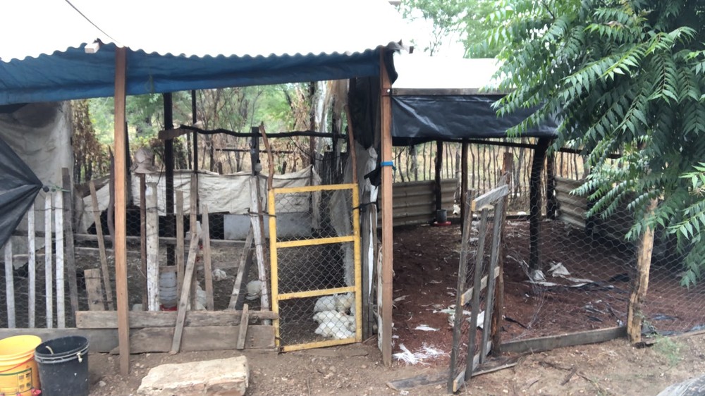Attaque de cães matta cerca de 150 frangos no interior do RN, diz produtor