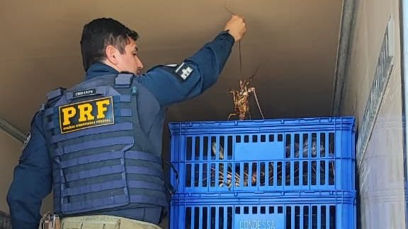 Quase uma tonelada de lagosta é apreendida pela PRF no RN; veja a quantidade e condições do produto