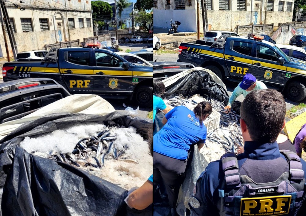 PRF apreende quase 700 kg de peixe-voador transportados de forma irregular no RN