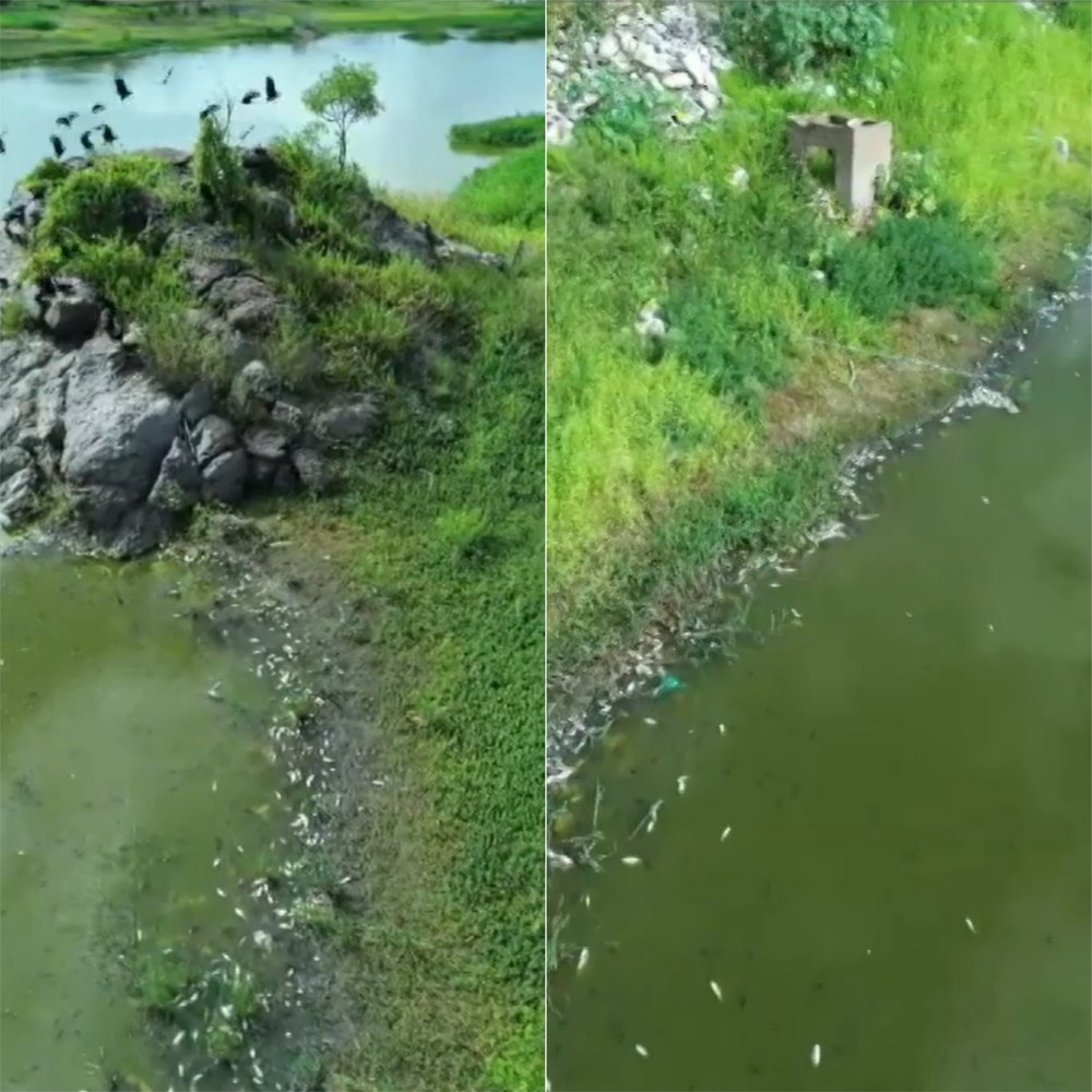 VIDEO - Peixes aparecem m0rtos em açude no interior do RN e imagens chamam atenção